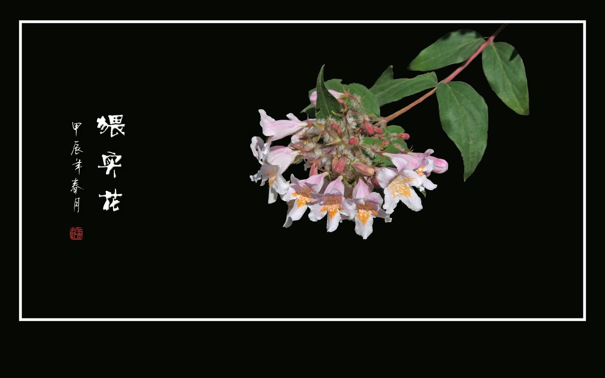 毛茸茸的小花-猥实花