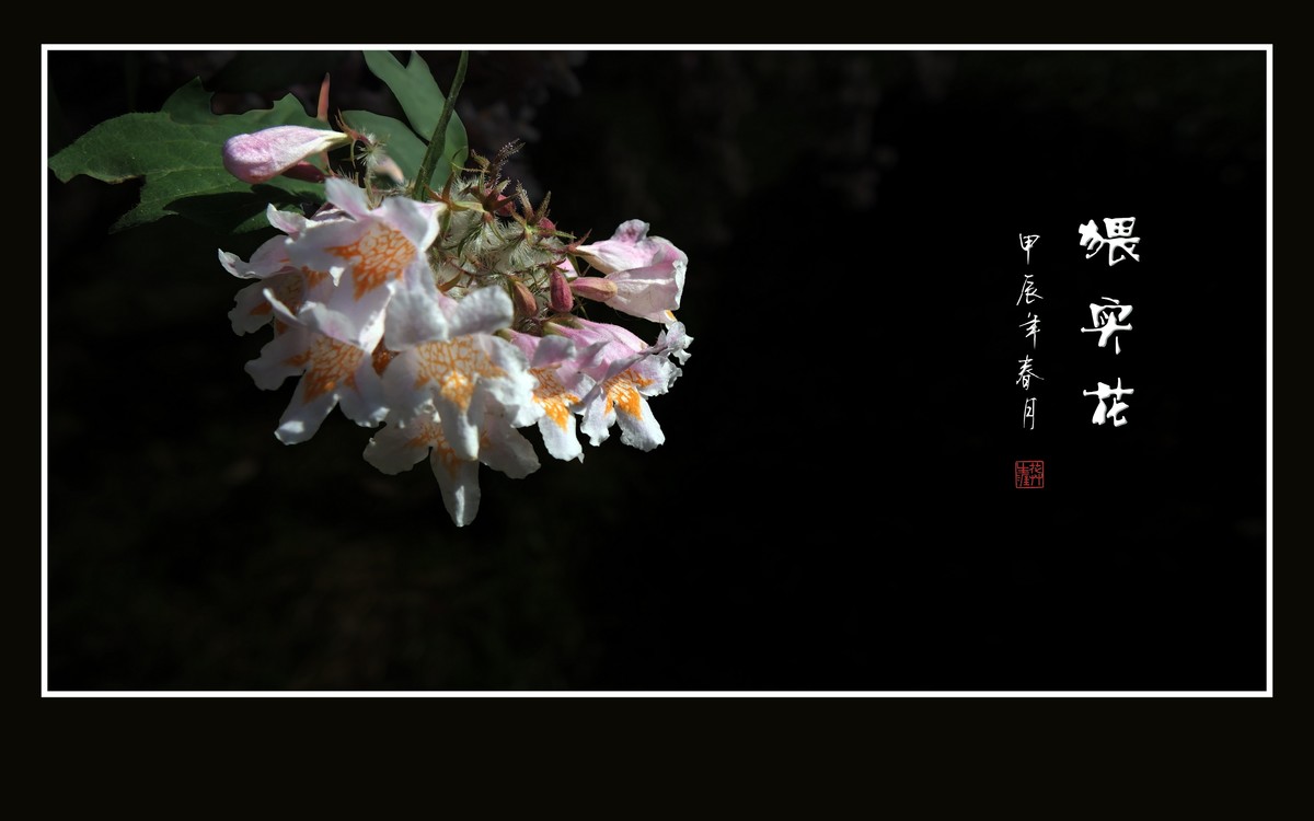 毛茸茸的小花-猥实花