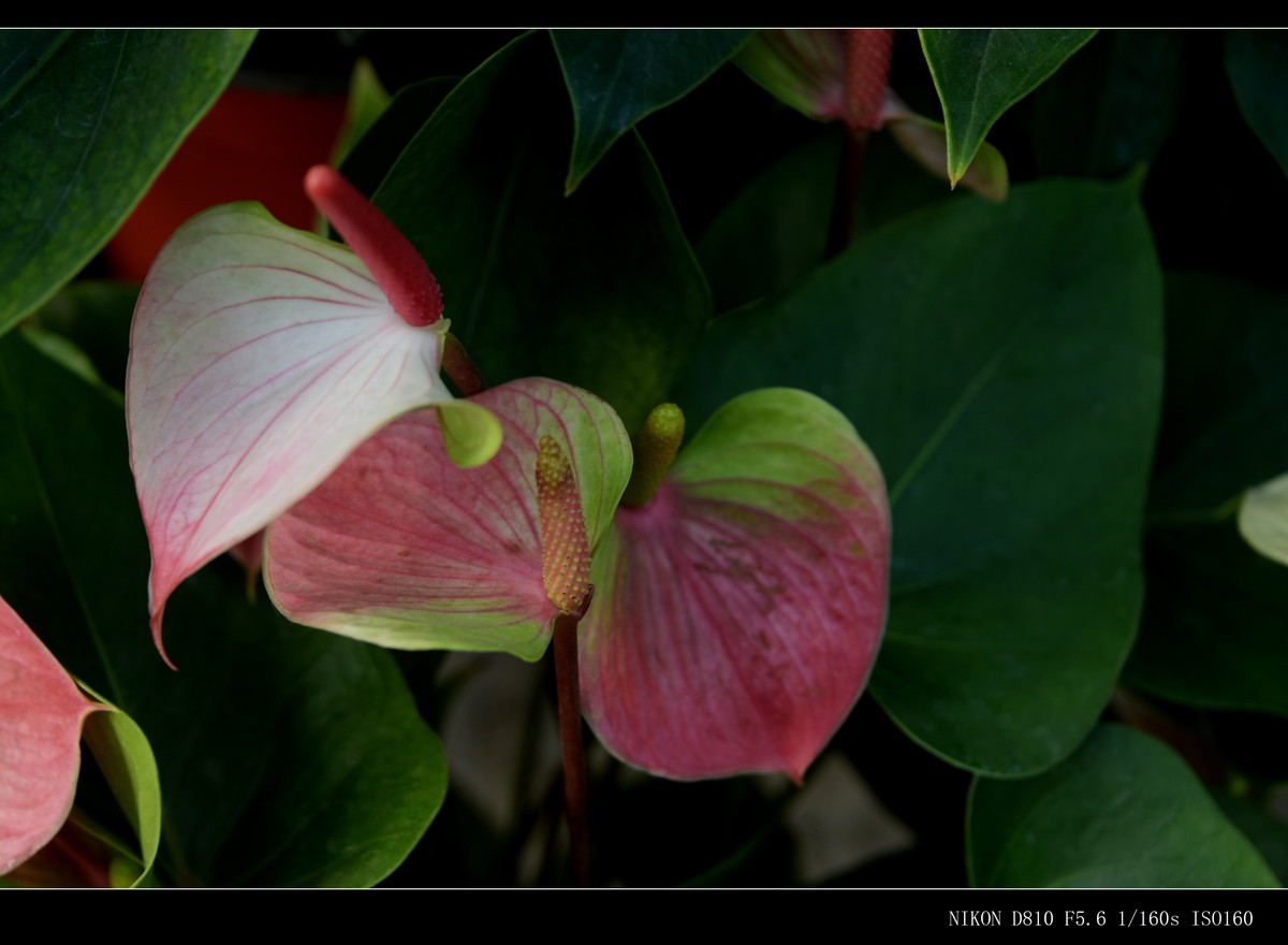 生态园拍花卉－花烛（红掌 粉掌）