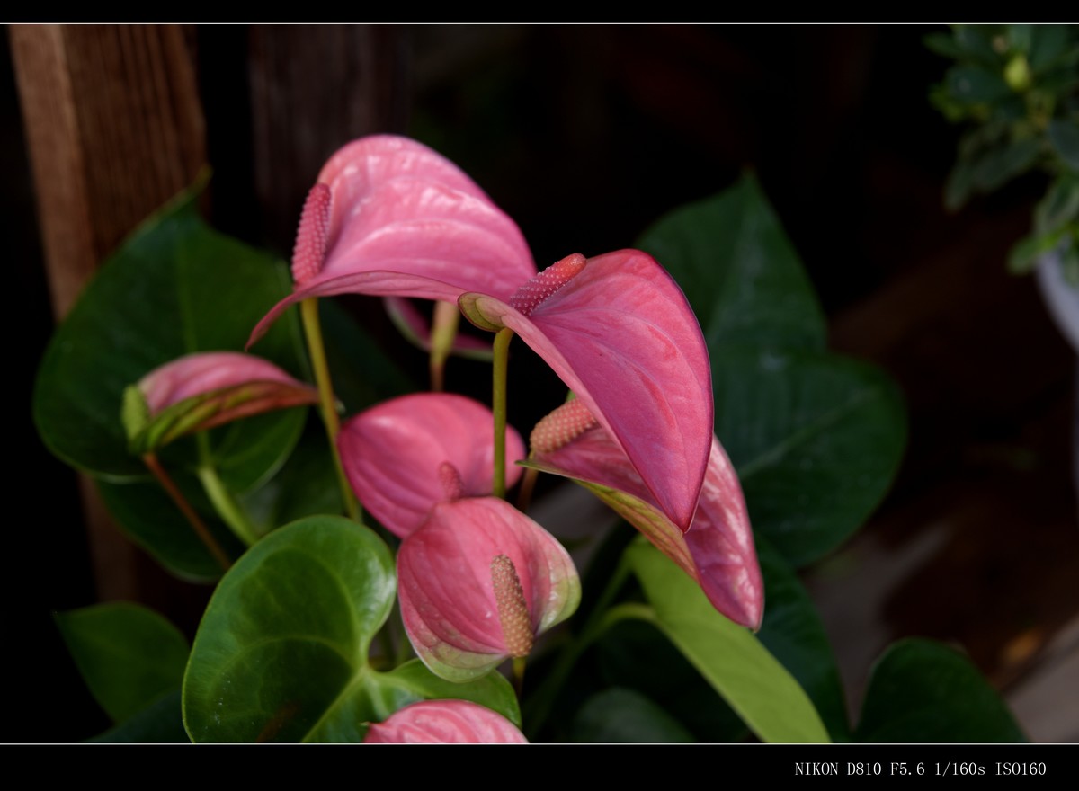 生态园拍花卉－花烛（红掌 粉掌）