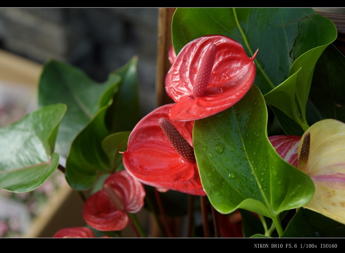 生态园拍花卉－花烛（红掌 粉掌）