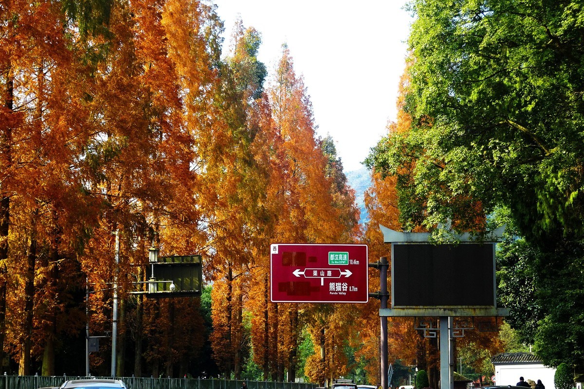 青城山水杉树景观大道漂亮