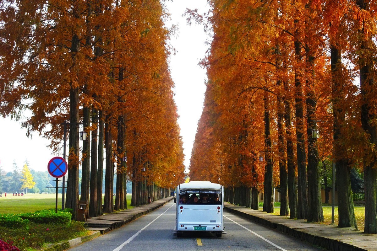 青城山水杉树景观大道漂亮