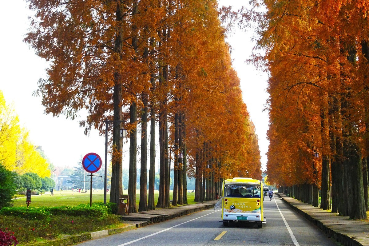 青城山水杉树景观大道漂亮
