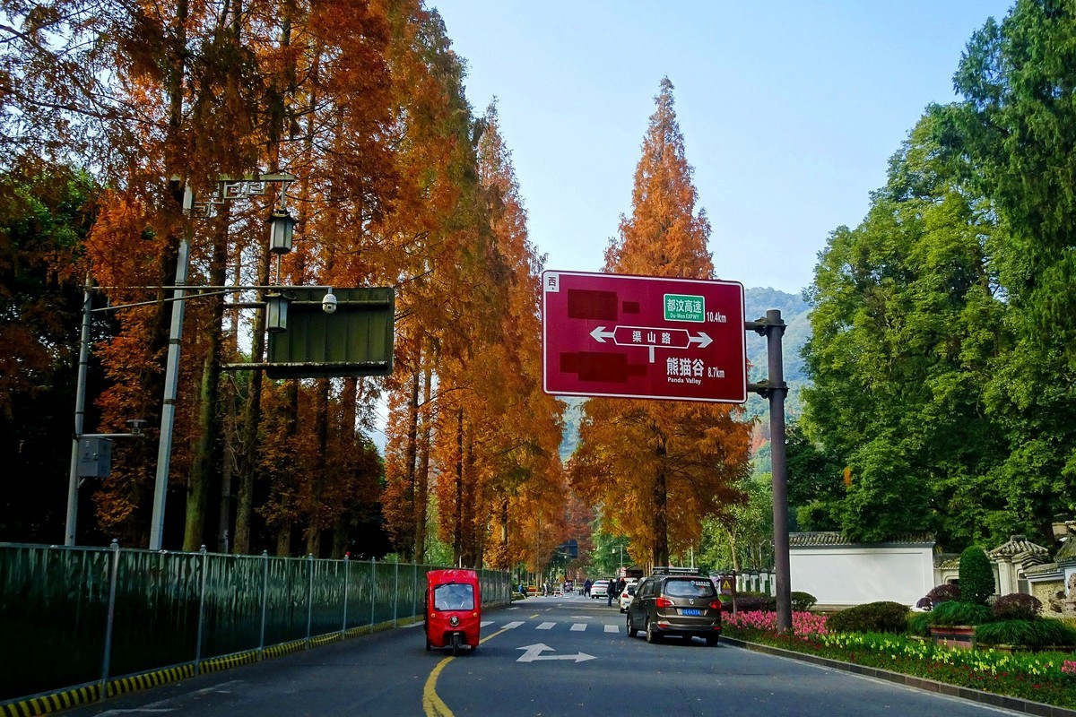 青城山水杉树景观大道漂亮