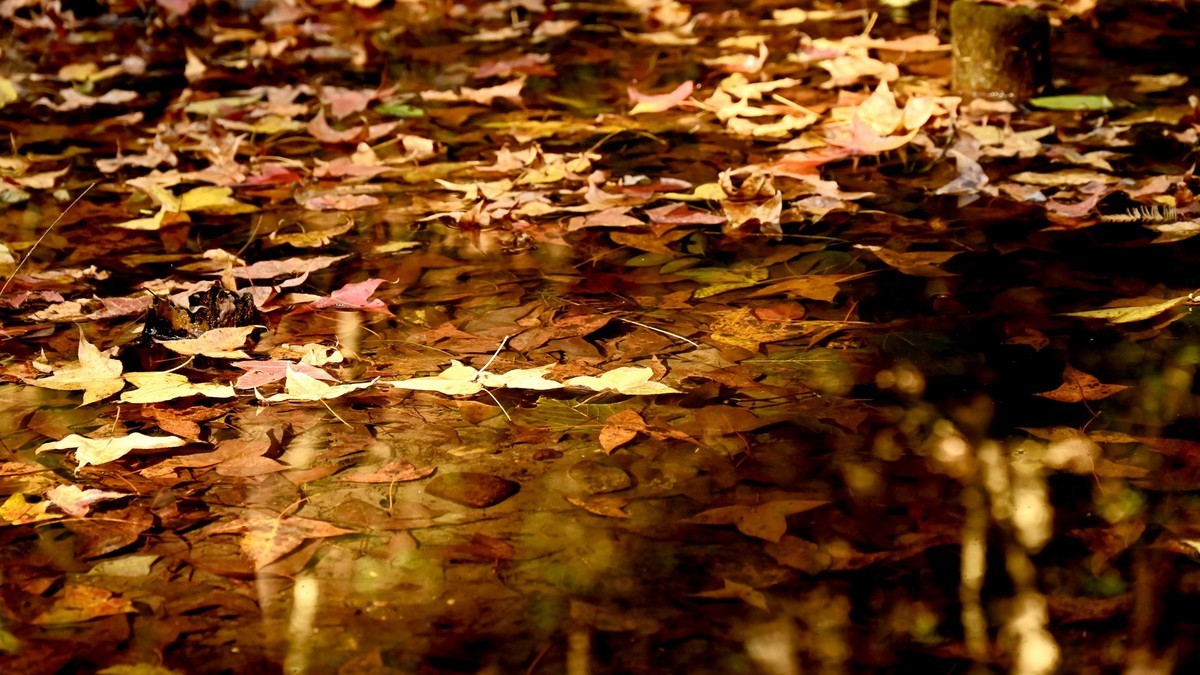 【虎跑泉赏秋—尼康Z5 24-200旅游头 直出】