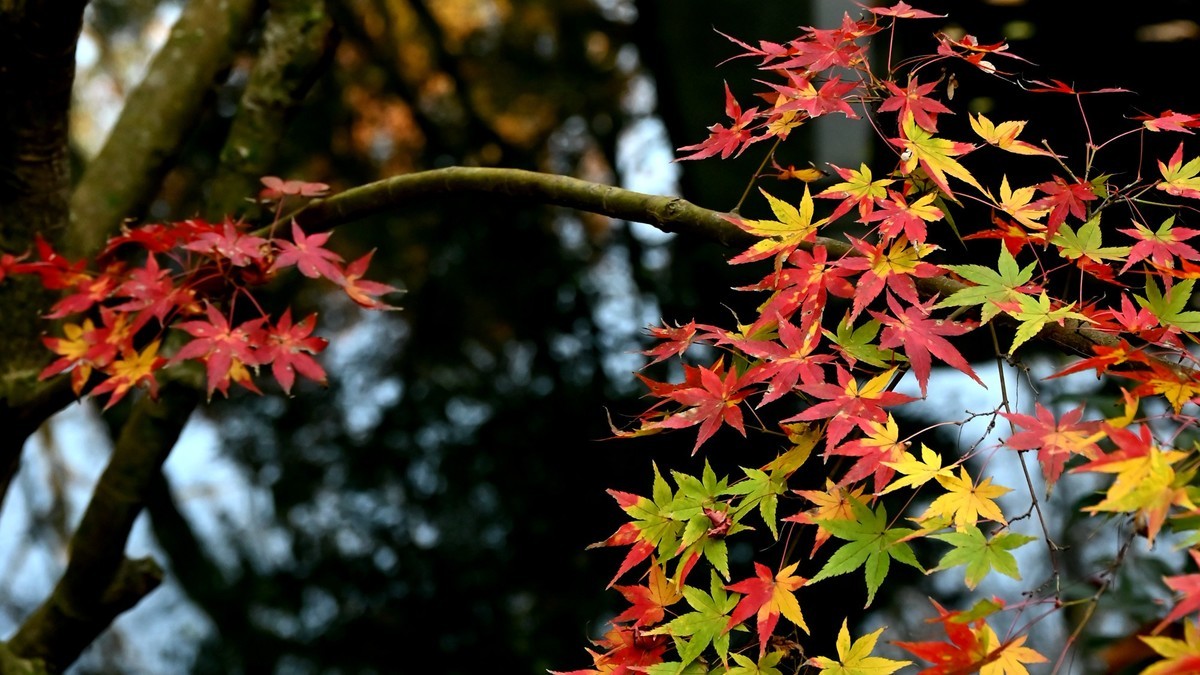 【虎跑泉赏秋—尼康Z5 24-200旅游头 直出】