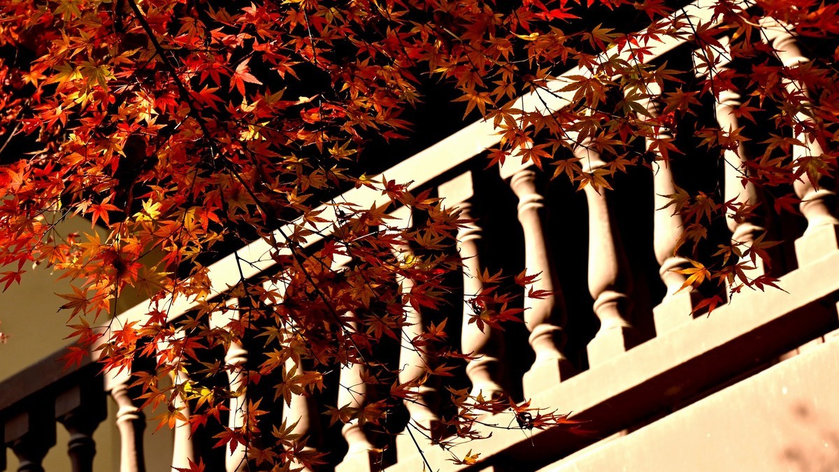 【虎跑泉赏秋—尼康Z5 24-200旅游头 直出】