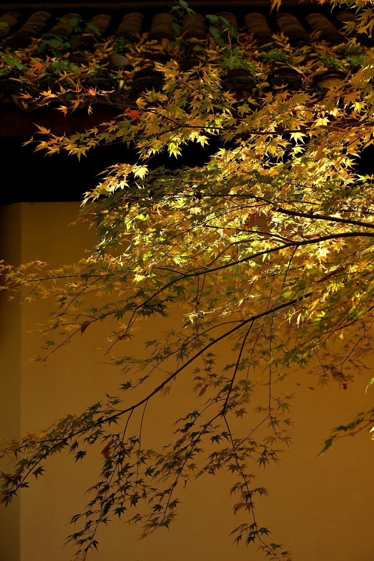 【虎跑泉赏秋—尼康Z5 24-200旅游头 直出】