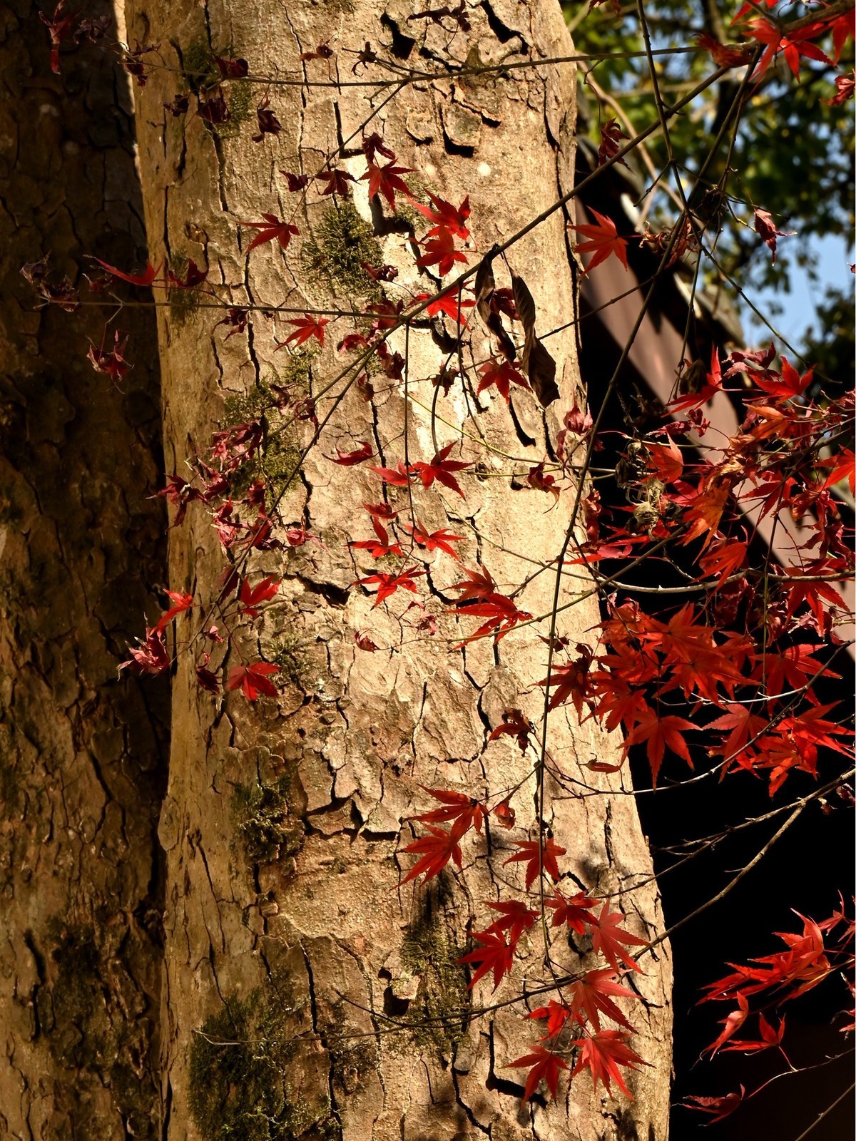 【虎跑泉赏秋—尼康Z5 24-200旅游头 直出】