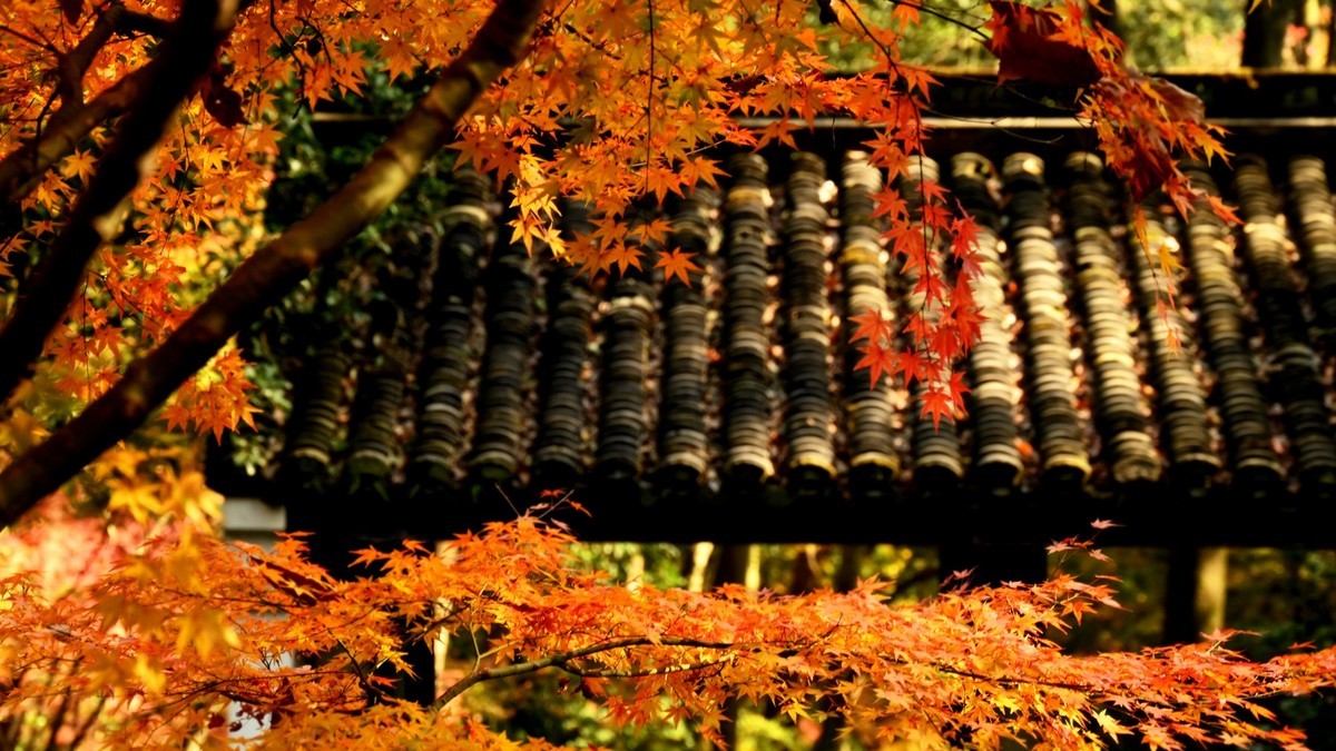【虎跑泉赏秋—尼康Z5 24-200旅游头 直出】