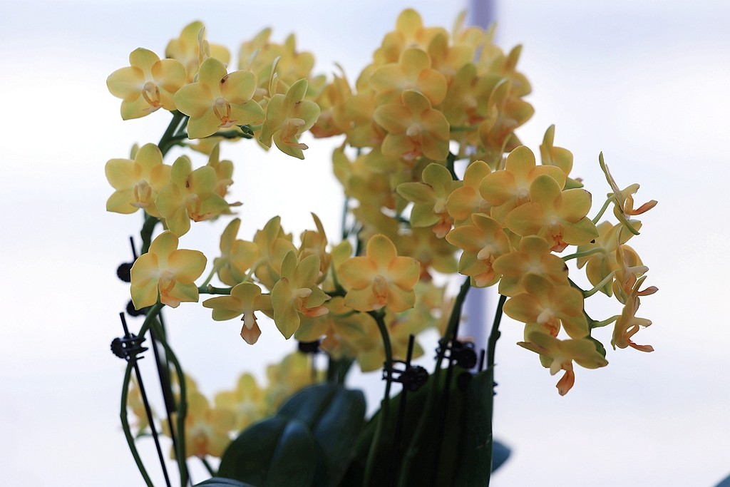 中山公园的兰花展