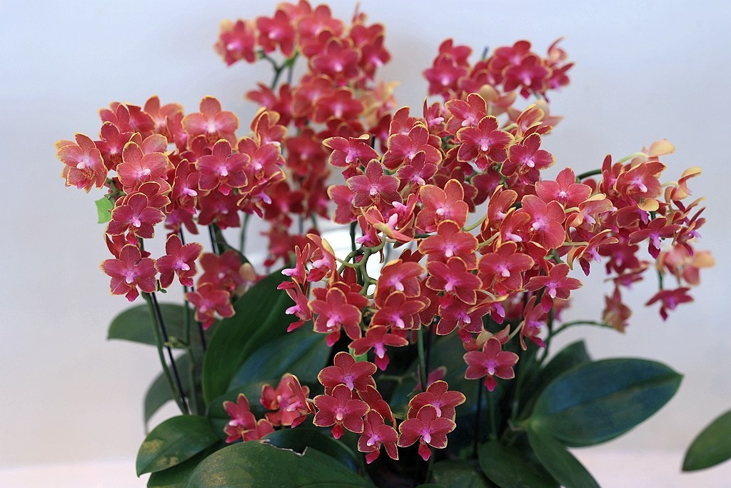 中山公园的兰花展