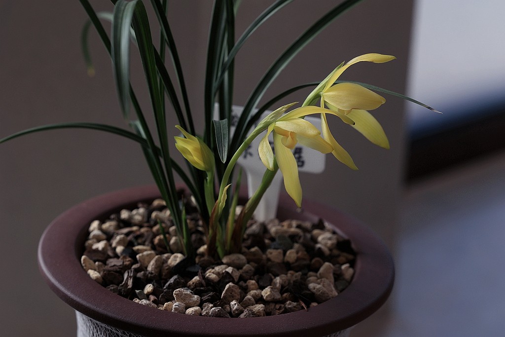 中山公园的兰花展