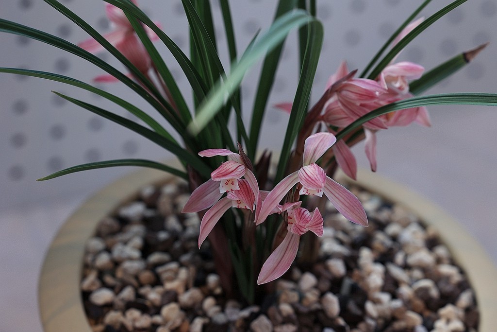 中山公园的兰花展