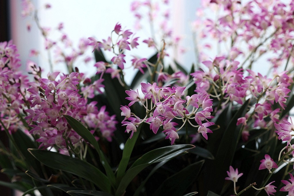 中山公园的兰花展