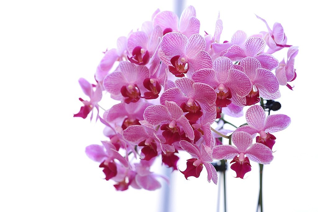 中山公园的兰花展