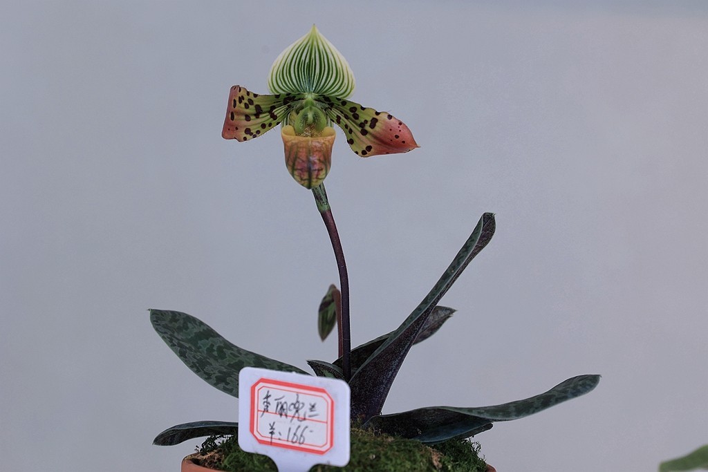 中山公园的兰花展