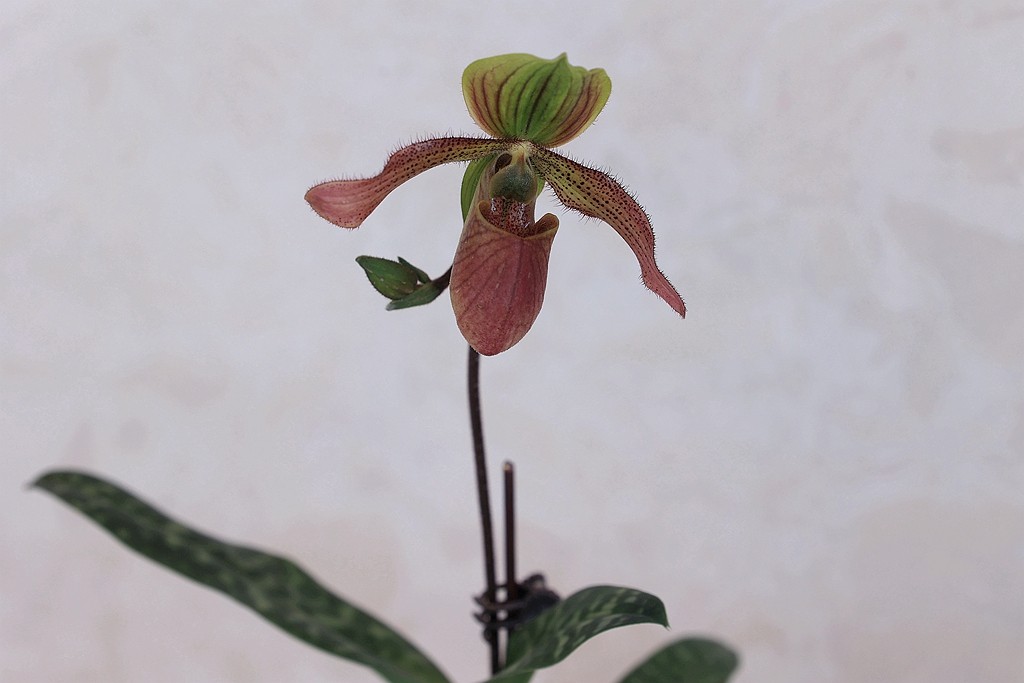 中山公园的兰花展