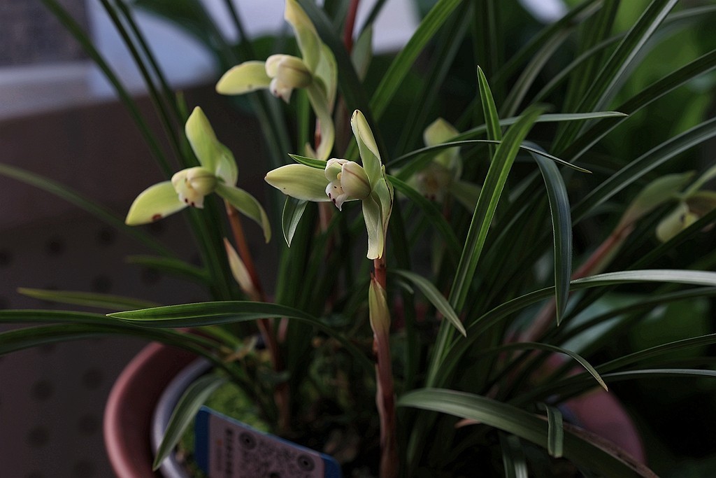 中山公园的兰花展