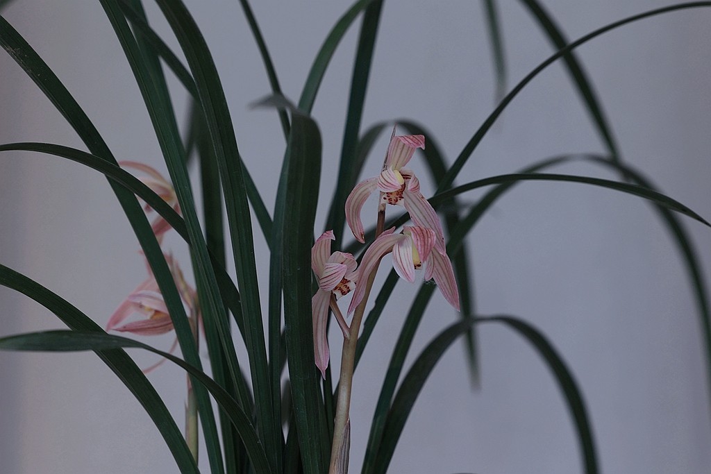 中山公园的兰花展