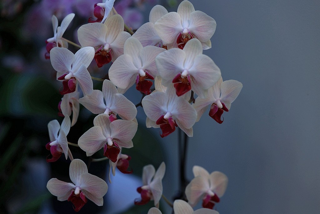 中山公园的兰花展