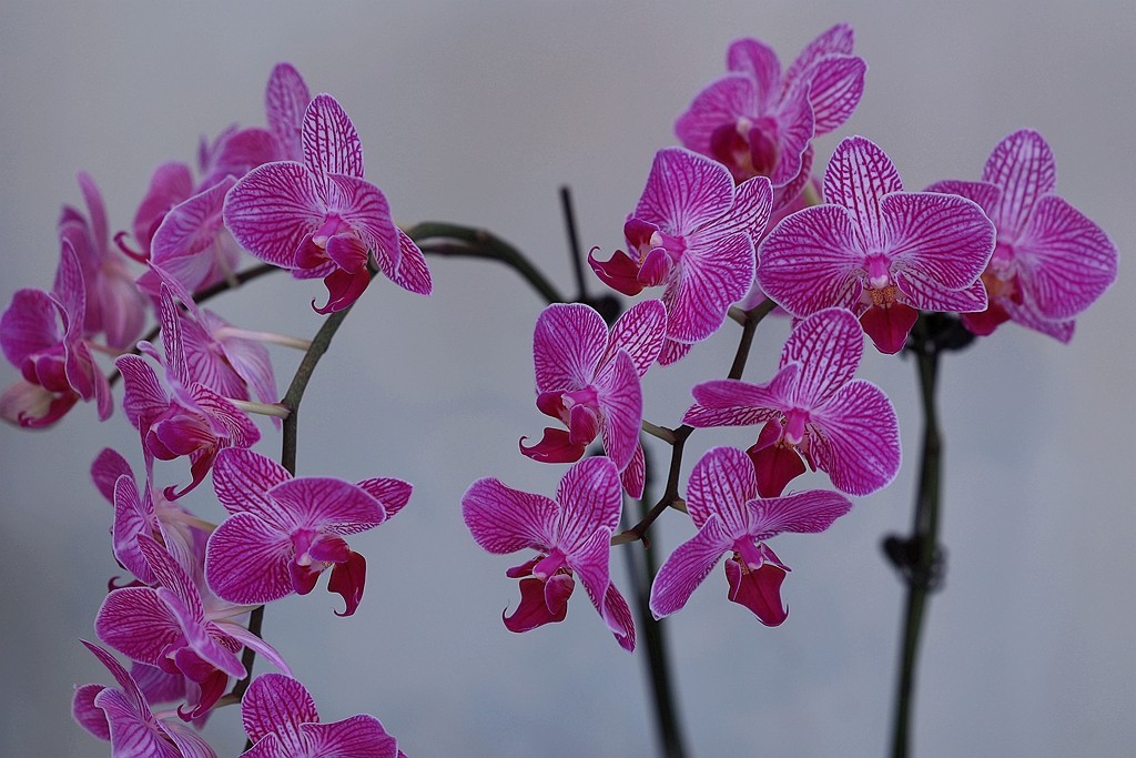 中山公园的兰花展