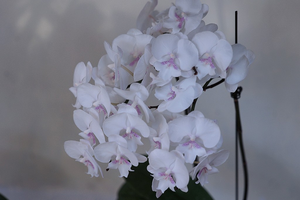 中山公园的兰花展