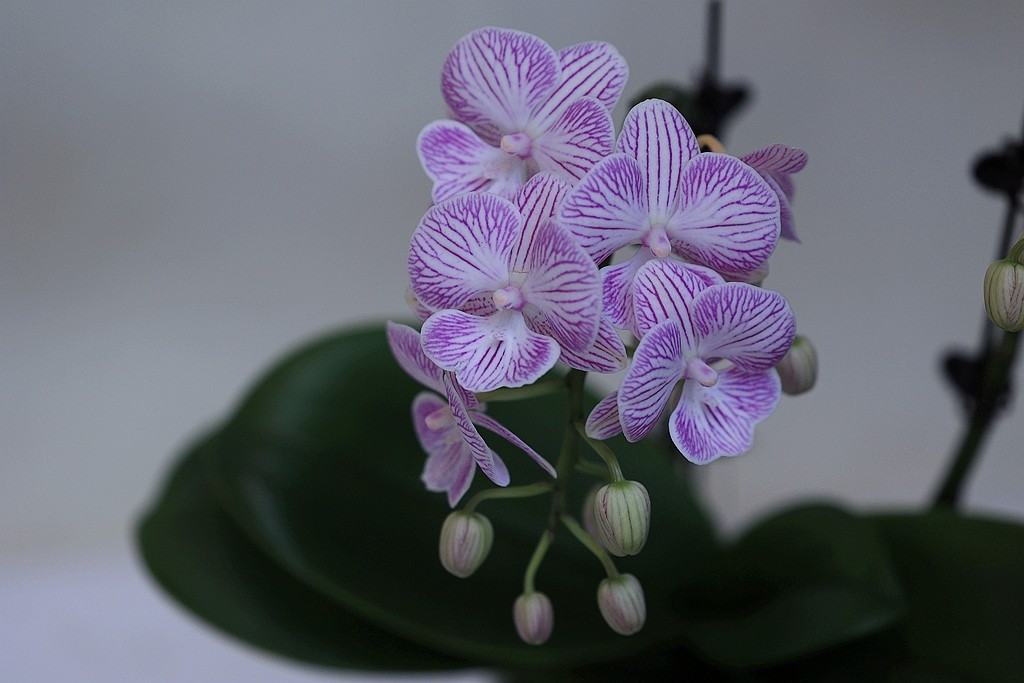 中山公园的兰花展