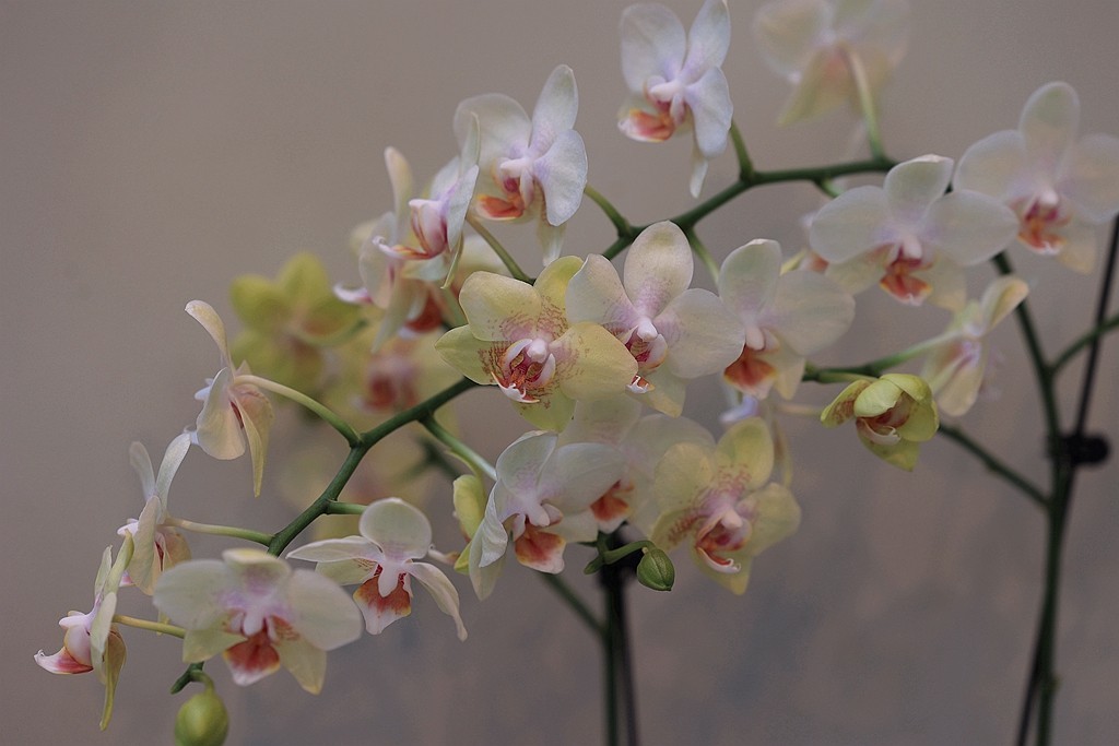 中山公园的兰花展