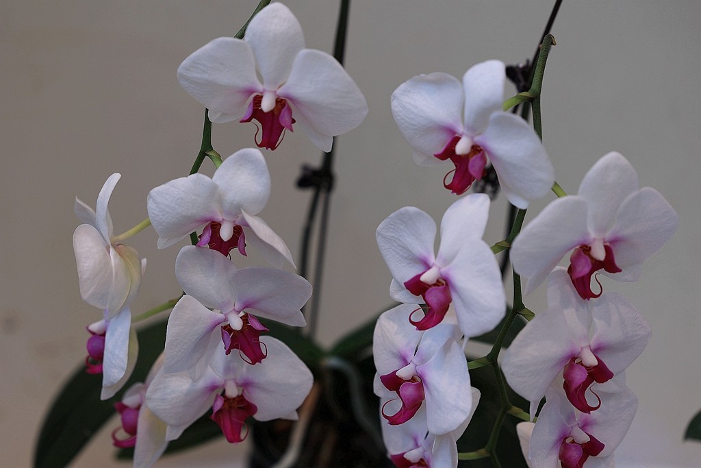 中山公园的兰花展