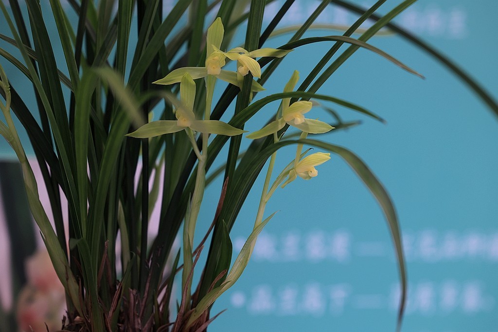 中山公园的兰花展