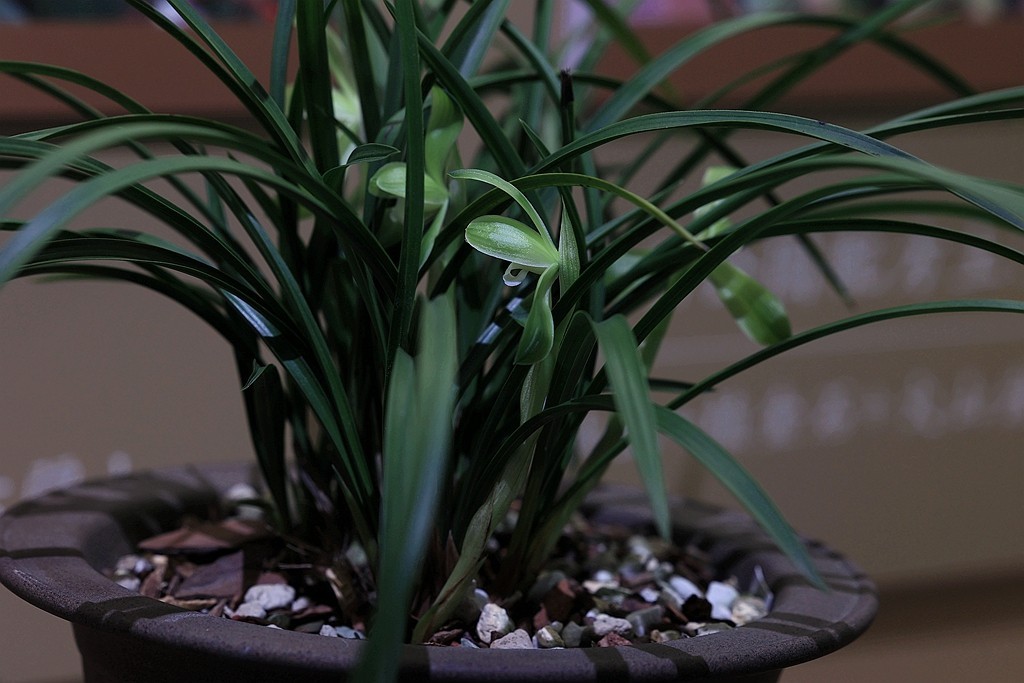 中山公园的兰花展