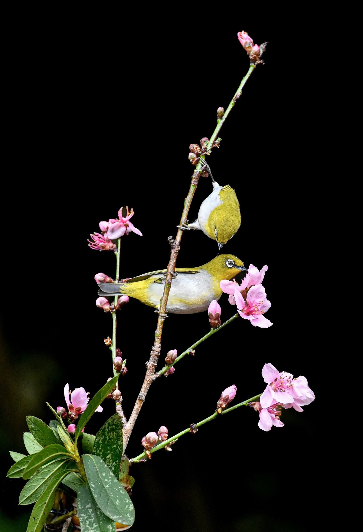桃花的艳  小鸟欢