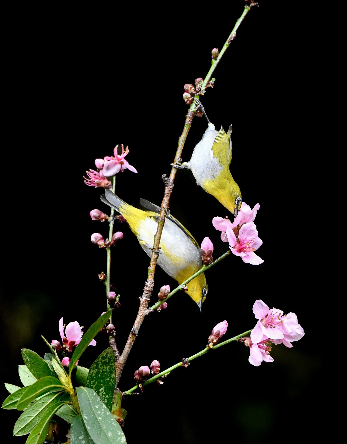桃花的艳  小鸟欢