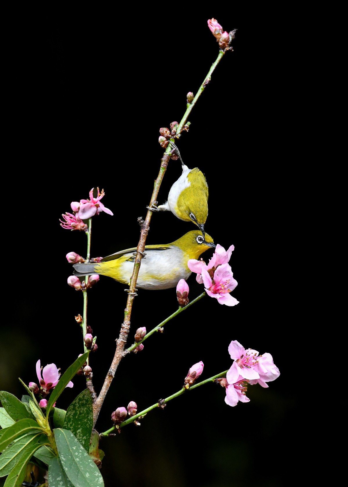 桃花的艳  小鸟欢