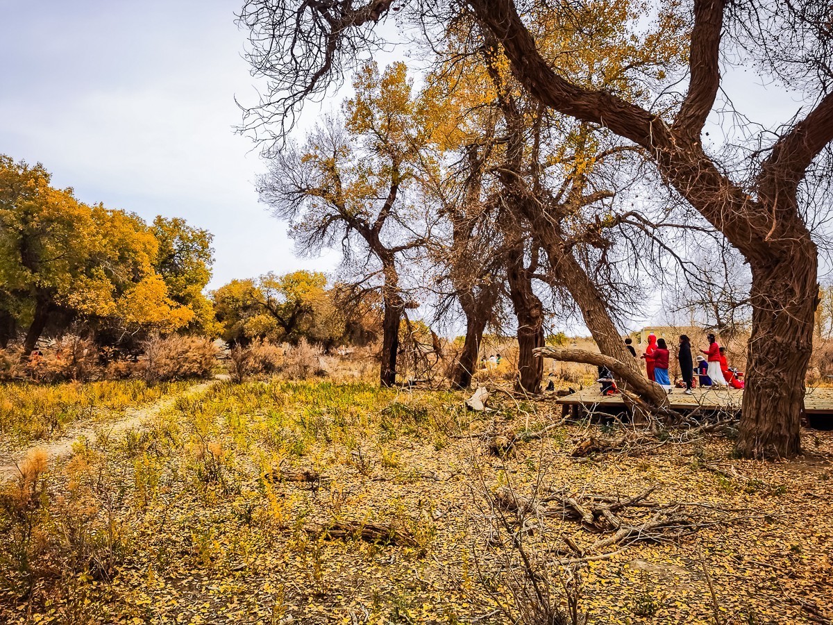 额济纳胡扬林掠影