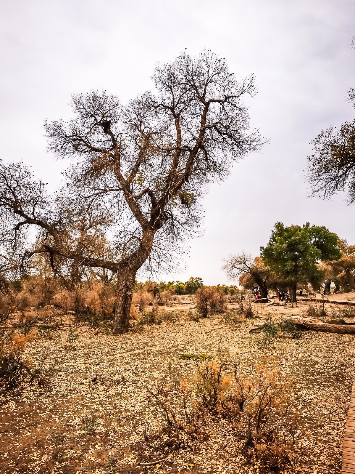 额济纳胡扬林掠影