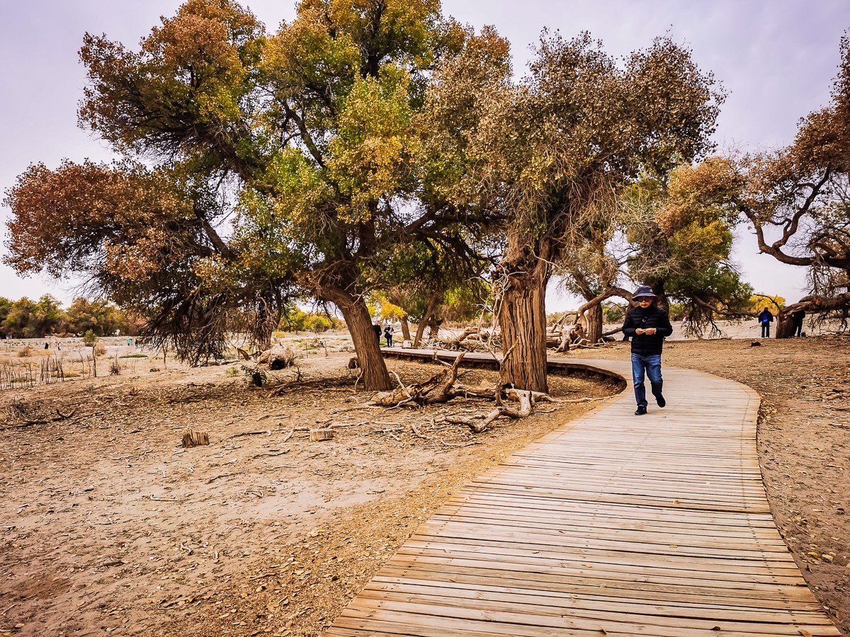 额济纳胡扬林掠影
