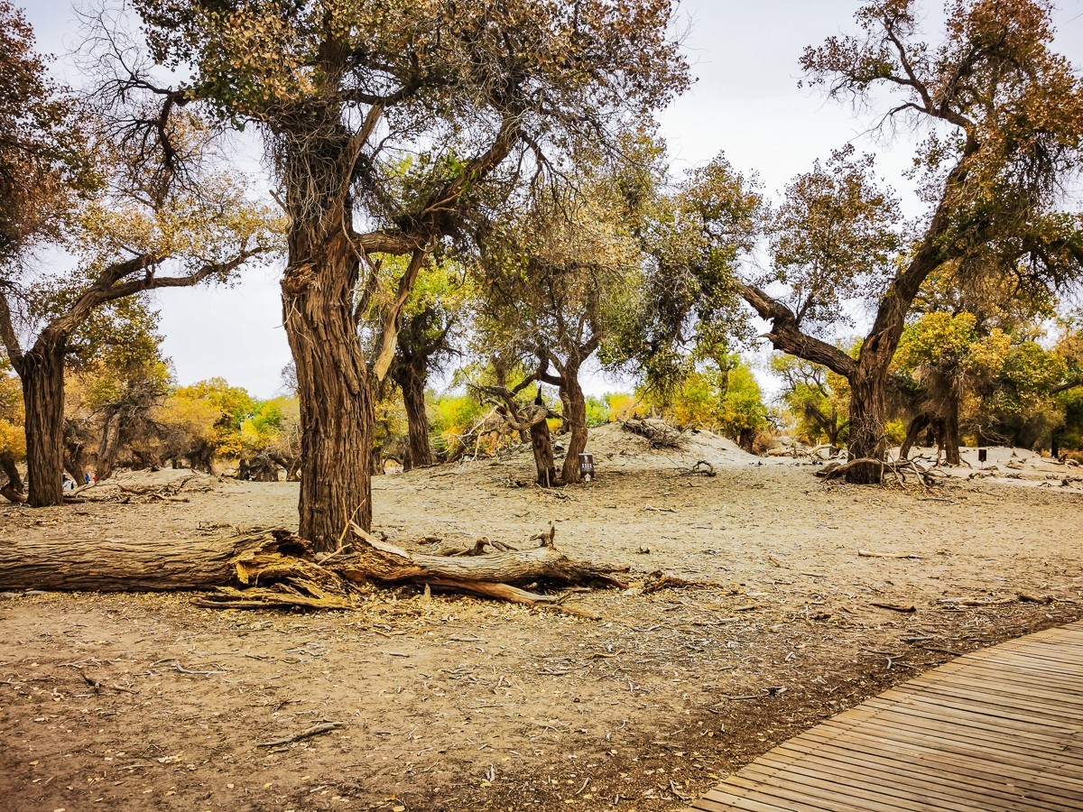 额济纳胡扬林掠影