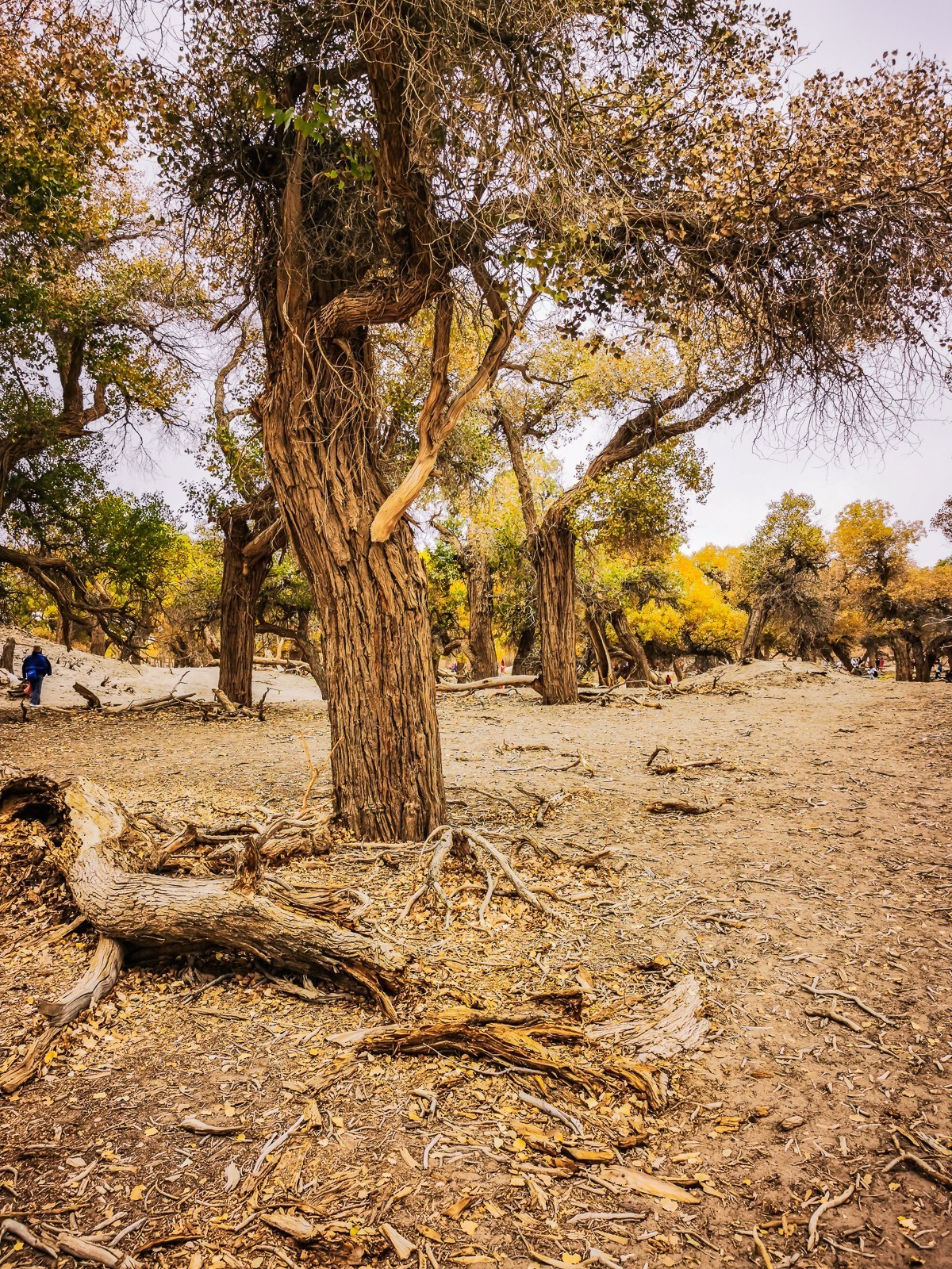 额济纳胡扬林掠影