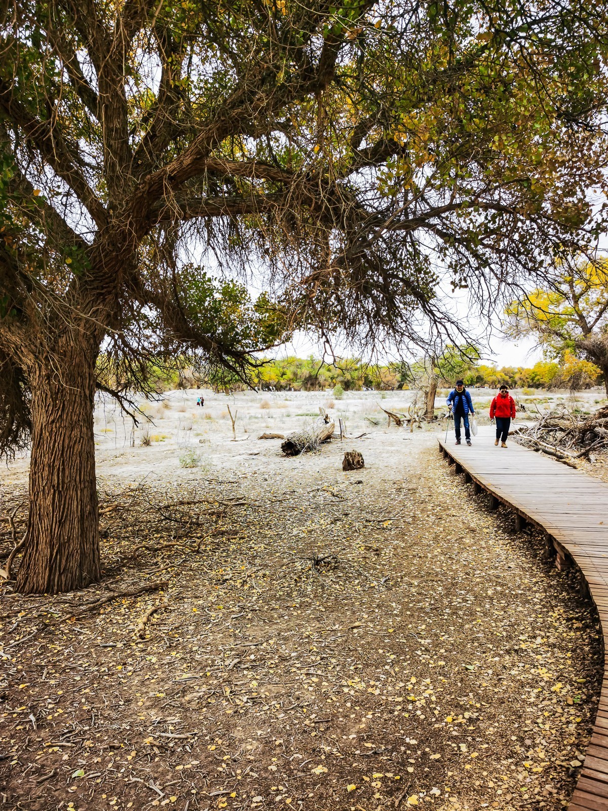 额济纳胡扬林掠影