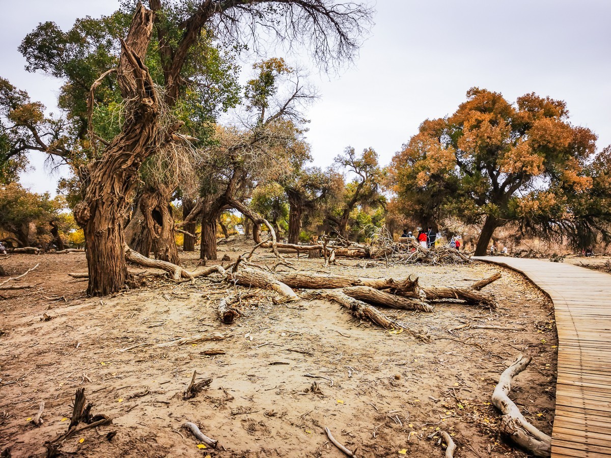 额济纳胡扬林掠影