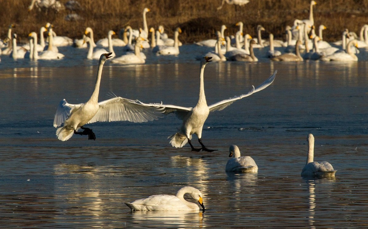 三门峡的天鹅湖