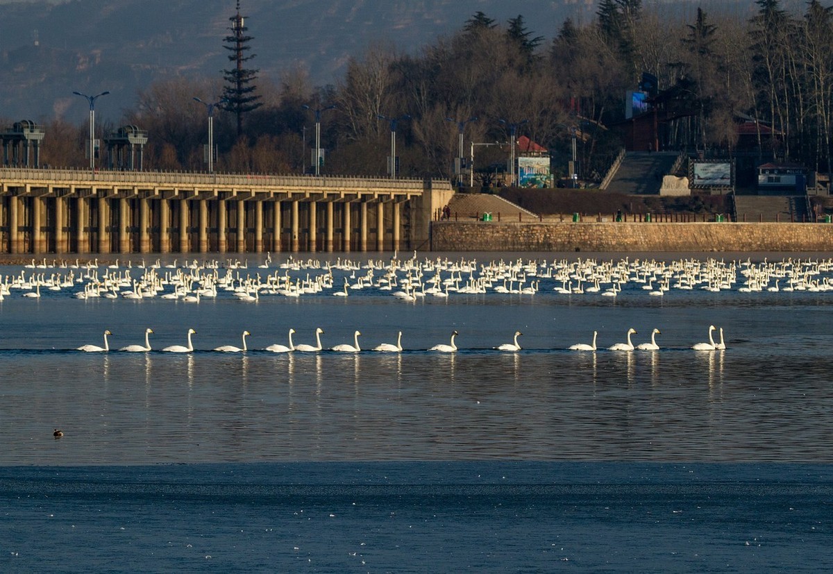 三门峡的天鹅湖