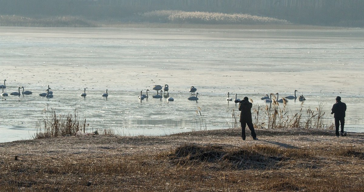 三门峡的天鹅湖
