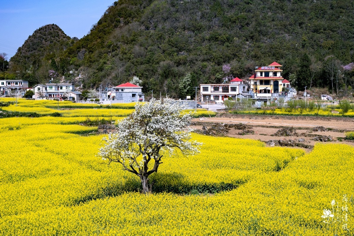安龙县、春潭街道、平寨村的油菜花田，