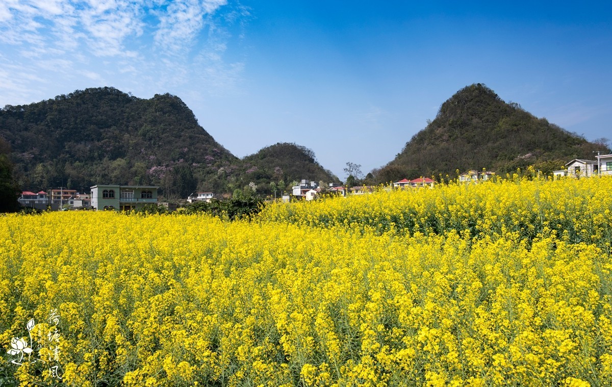 安龙县、春潭街道、平寨村的油菜花田，