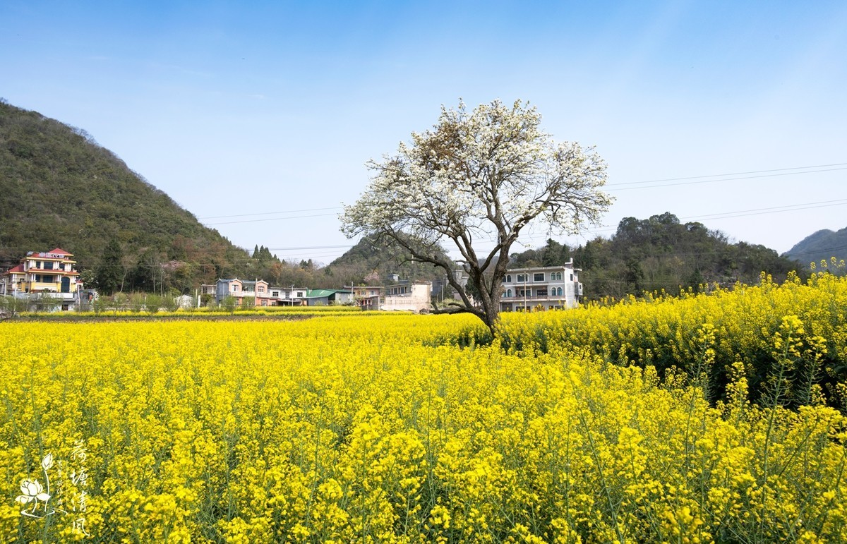 安龙县、春潭街道、平寨村的油菜花田，
