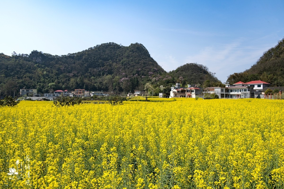 安龙县、春潭街道、平寨村的油菜花田，